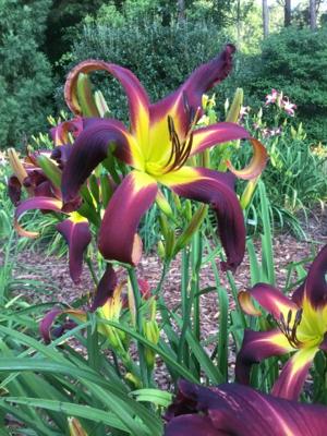PURPLE MANIA (Davisson-J 2020)